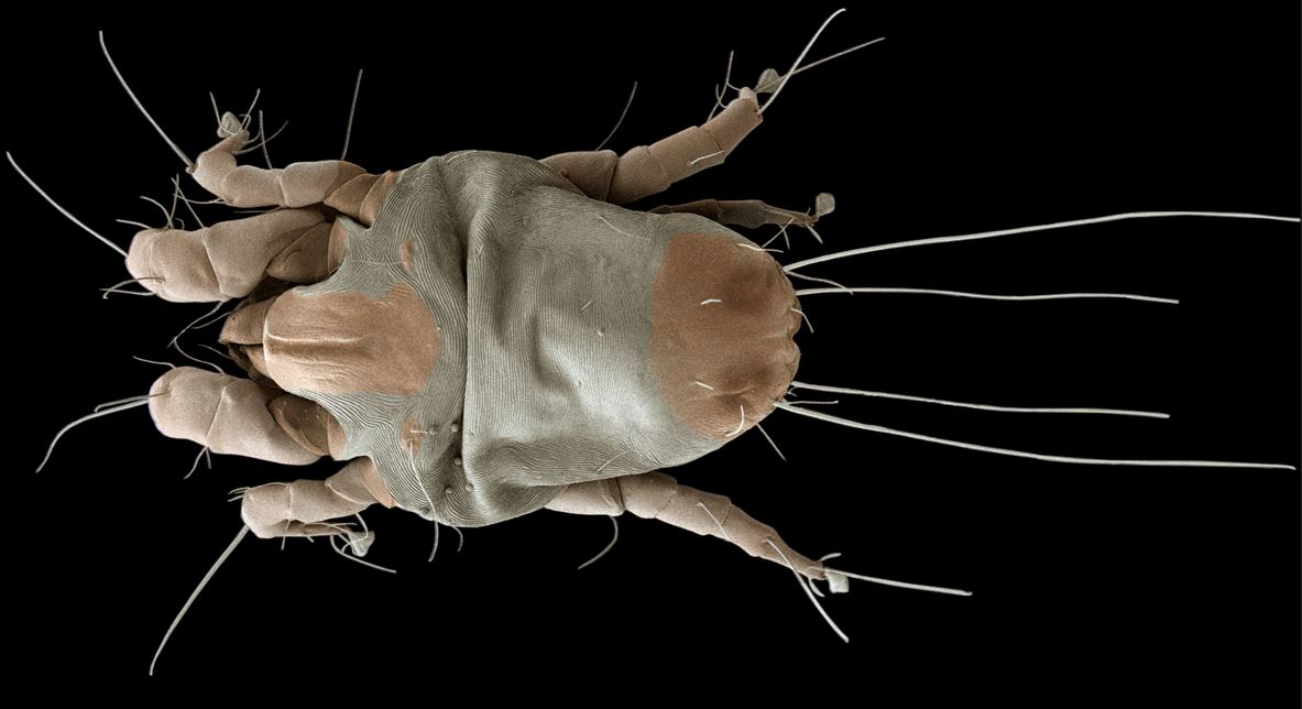 ottawa hardwood flooring